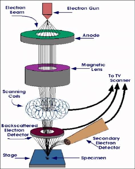 scanning electron microscopy slideshare|Scanning electron microscopy (sem) .
